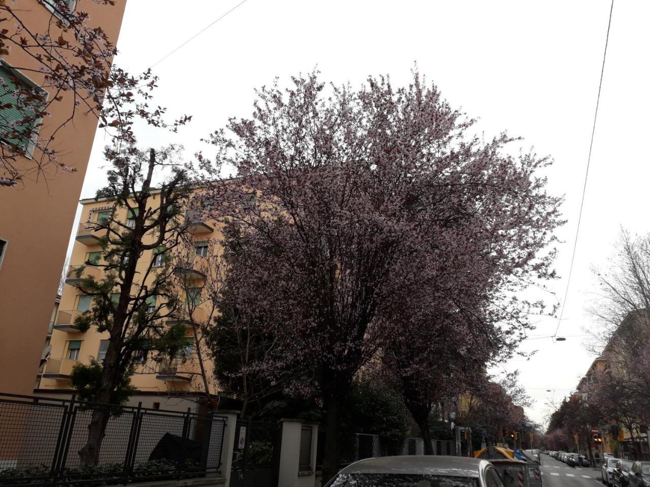 Sant'Orsola Bologna Appartamento المظهر الخارجي الصورة